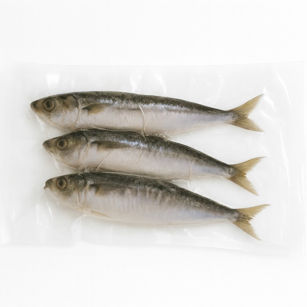Frozen Iwashi (Japanese Sardine)